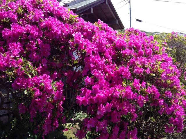 f:id:K-norita0426:20140514190415j:plain f:id:K-norita0426:20140514190415j:plain
