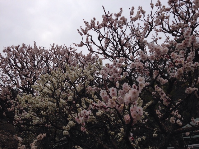f:id:K-norita0426:20150319183802j:plain f:id:K-norita0426:20150319183802j:plain