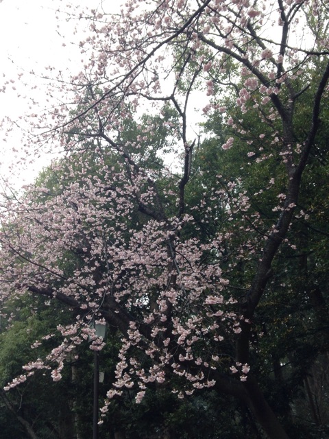 f:id:K-norita0426:20150319184452j:plain f:id:K-norita0426:20150319184452j:plain