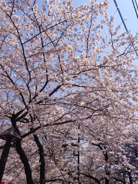 f:id:K-norita0426:20150331205320j:plain f:id:K-norita0426:20150331205320j:plain