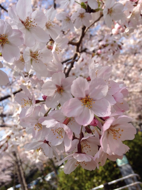 f:id:K-norita0426:20150402173621j:plain f:id:K-norita0426:20150402173621j:plain