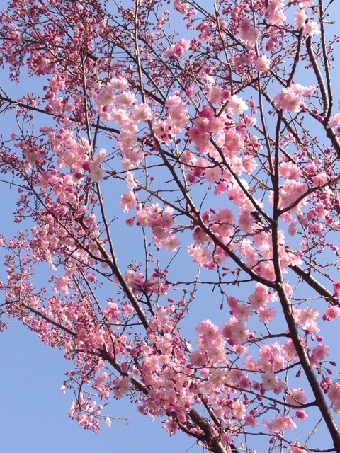 f:id:K-norita0426:20150402173720j:plain f:id:K-norita0426:20150402173720j:plain