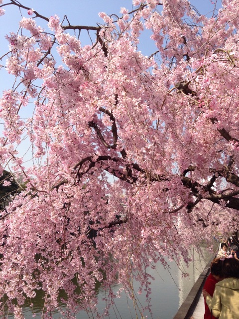 f:id:K-norita0426:20150402173900j:plain f:id:K-norita0426:20150402173900j:plain