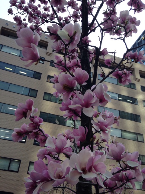 f:id:K-norita0426:20150407173958j:plain f:id:K-norita0426:20150407173958j:plain