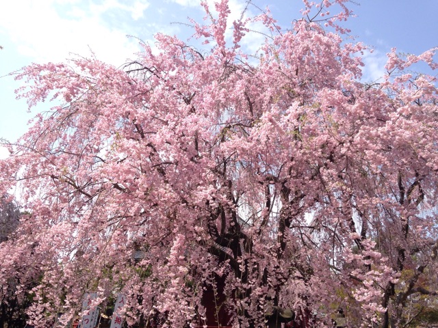 f:id:K-norita0426:20150409183401j:plain f:id:K-norita0426:20150409183401j:plain