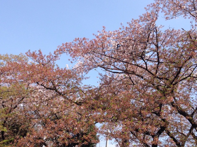 f:id:K-norita0426:20150409183444j:plain f:id:K-norita0426:20150409183444j:plain