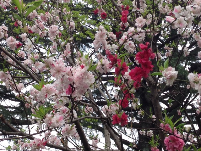 f:id:K-norita0426:20150409183749j:plain f:id:K-norita0426:20150409183749j:plain