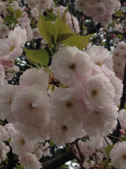 f:id:K-norita0426:20150409183803j:plain f:id:K-norita0426:20150409183803j:plain