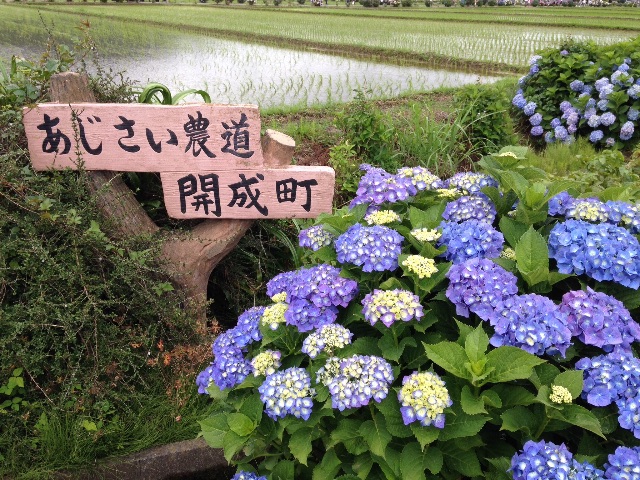f:id:K-norita0426:20150609165339j:image f:id:K-norita0426:20150609165339j:image