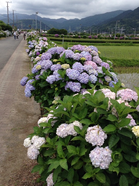 f:id:K-norita0426:20150609165352j:image f:id:K-norita0426:20150609165352j:image