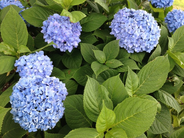 f:id:K-norita0426:20150609165404j:image f:id:K-norita0426:20150609165404j:image