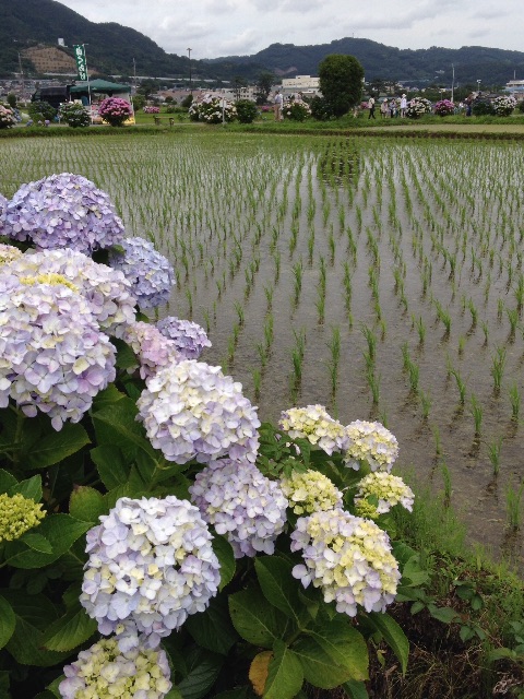 f:id:K-norita0426:20150609165456j:image f:id:K-norita0426:20150609165456j:image