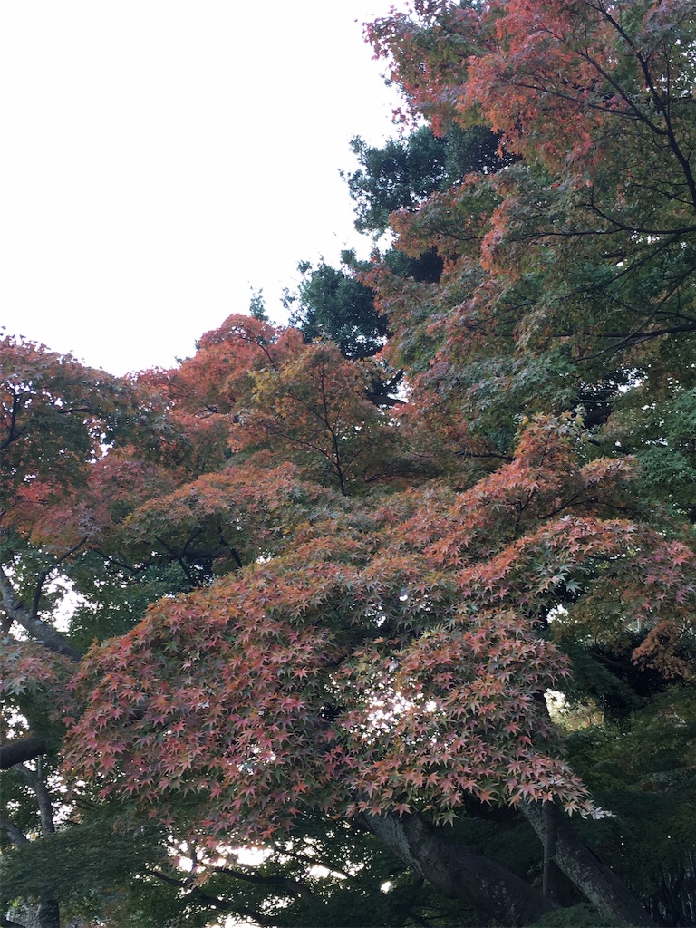 f:id:K-norita0426:20151203173506j:image f:id:K-norita0426:20151203173506j:image