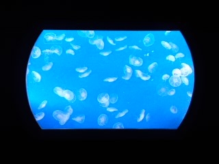 f:id:KATOMI:20120619113852j:image f:id:KATOMI:20120619113852j:image