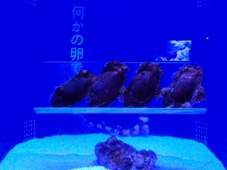 f:id:KATOMI:20120619113907j:image f:id:KATOMI:20120619113907j:image