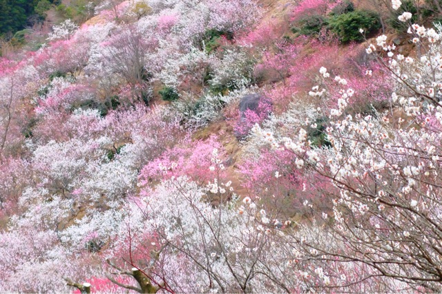 f:id:KATOMI:20150306104324j:plain f:id:KATOMI:20150306104324j:plain
