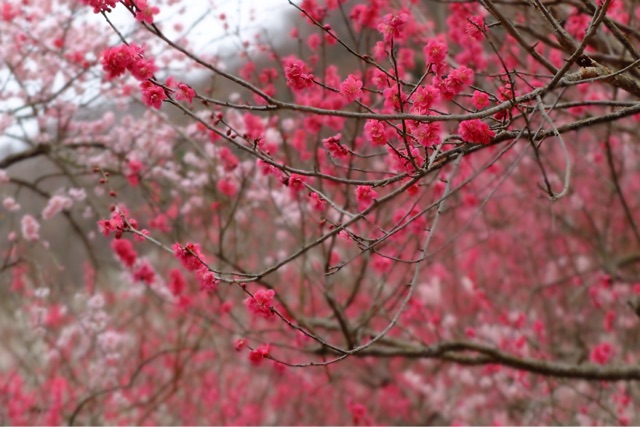 f:id:KATOMI:20150306104341j:plain f:id:KATOMI:20150306104341j:plain