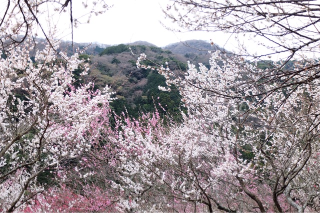f:id:KATOMI:20150306104410j:plain f:id:KATOMI:20150306104410j:plain