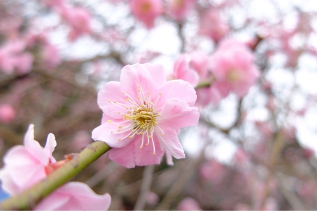 f:id:KATOMI:20150306104433j:plain f:id:KATOMI:20150306104433j:plain