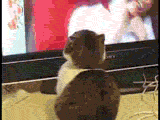 (´・ω・｀)何だったんだ…