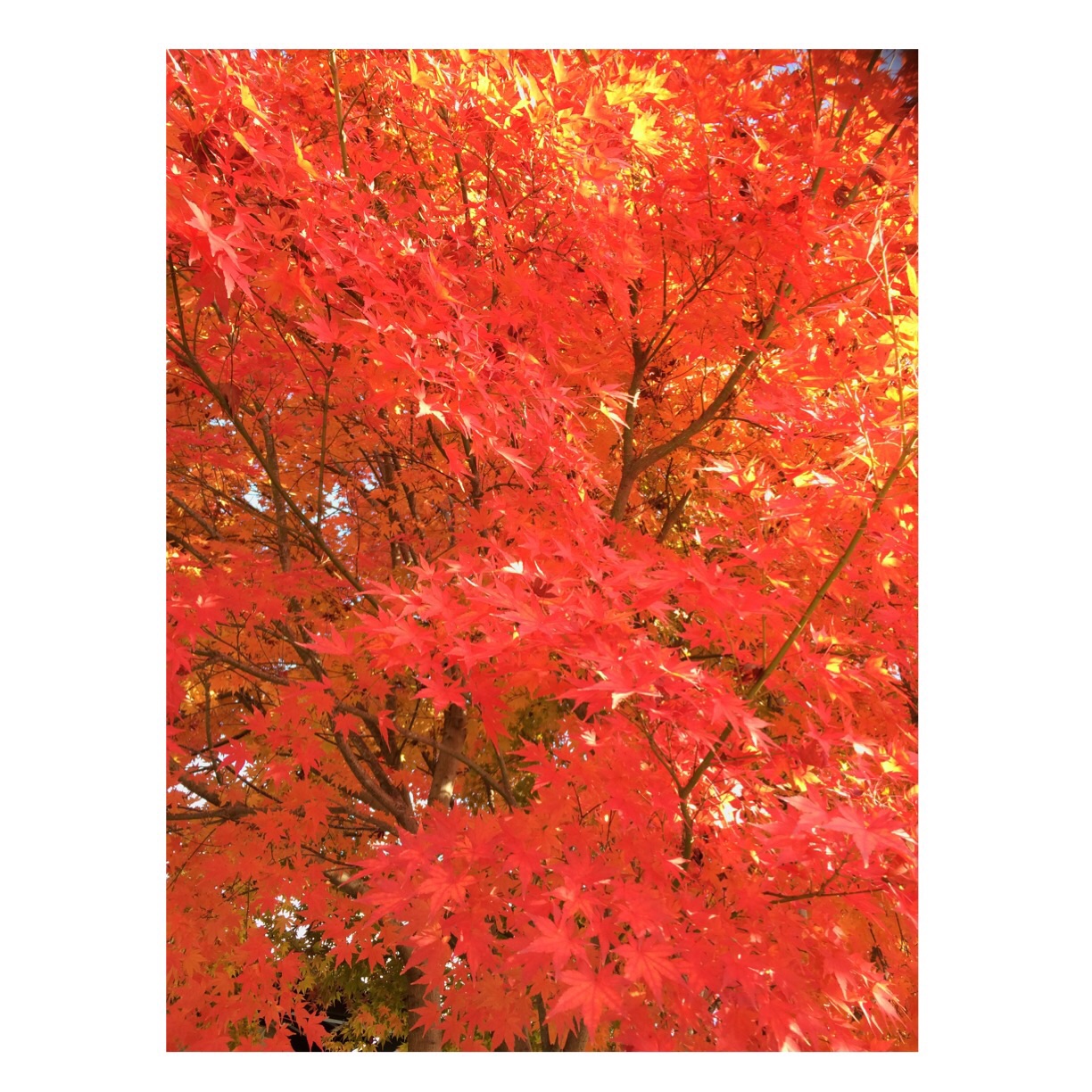 f:id:KAZUYA_Lillies_and_Remains:20141128021345j:plain f:id:KAZUYA_Lillies_and_Remains:20141128021345j:plain