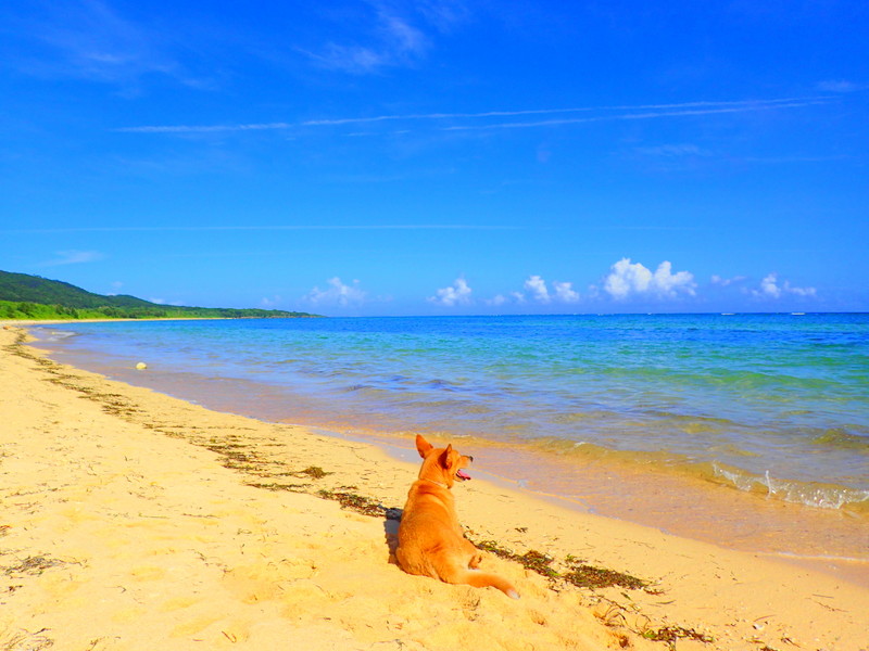 f:id:KEN-GUIDE:20150613233928j:plain f:id:KEN-GUIDE:20150613233928j:plain