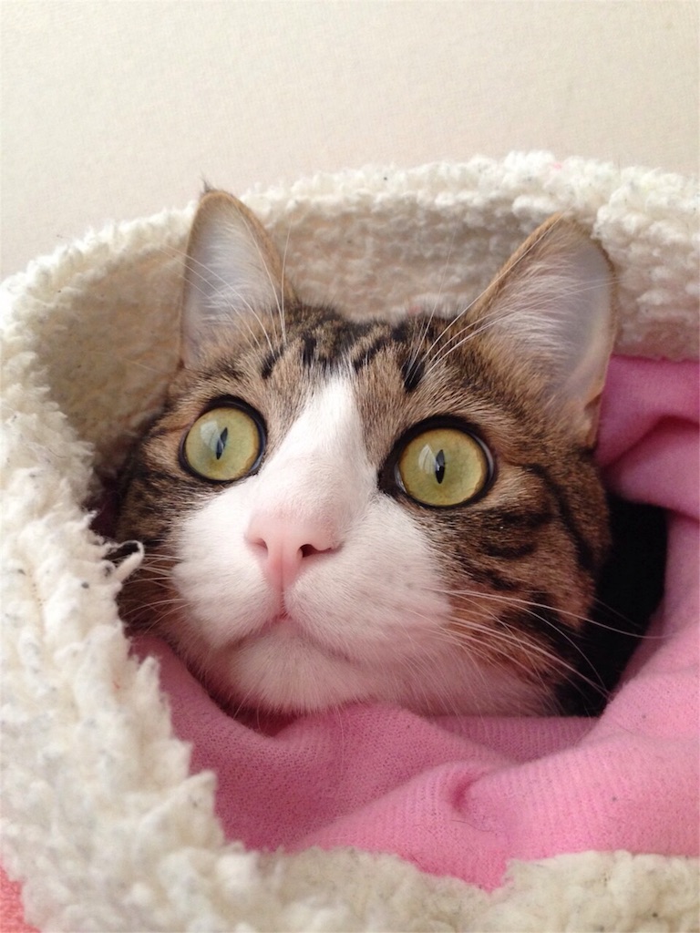 f:id:KasiiyuyU:20160102224826j:image f:id:KasiiyuyU:20160102224826j:image
