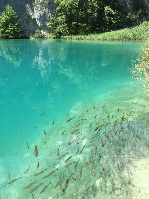 f:id:KodomoGinko:20150804010009j:image f:id:KodomoGinko:20150804010009j:image