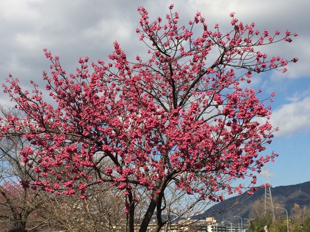 f:id:Kuma77:20140322171430j:plain f:id:Kuma77:20140322171430j:plain