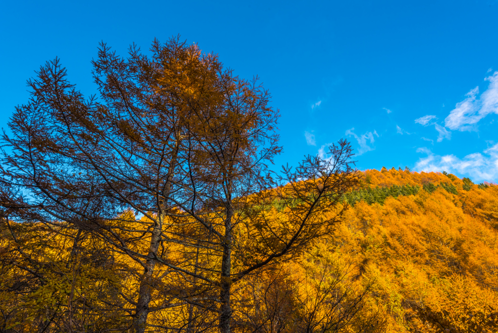 f:id:Kumamon:20151030215326j:plain f:id:Kumamon:20151030215326j:plain