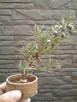 f:id:LaPin:20121125151100j:plain