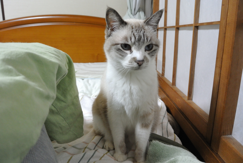 f:id:Lag_TY:20150203233737j:plain