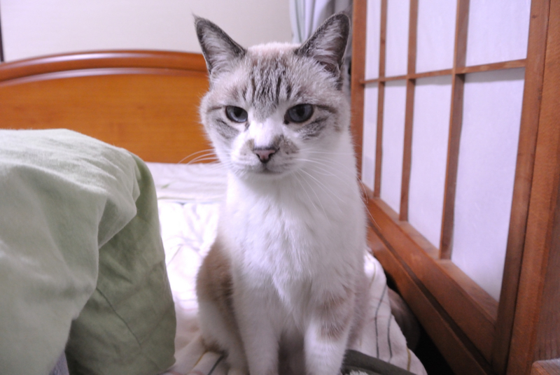 f:id:Lag_TY:20150203233936j:plain