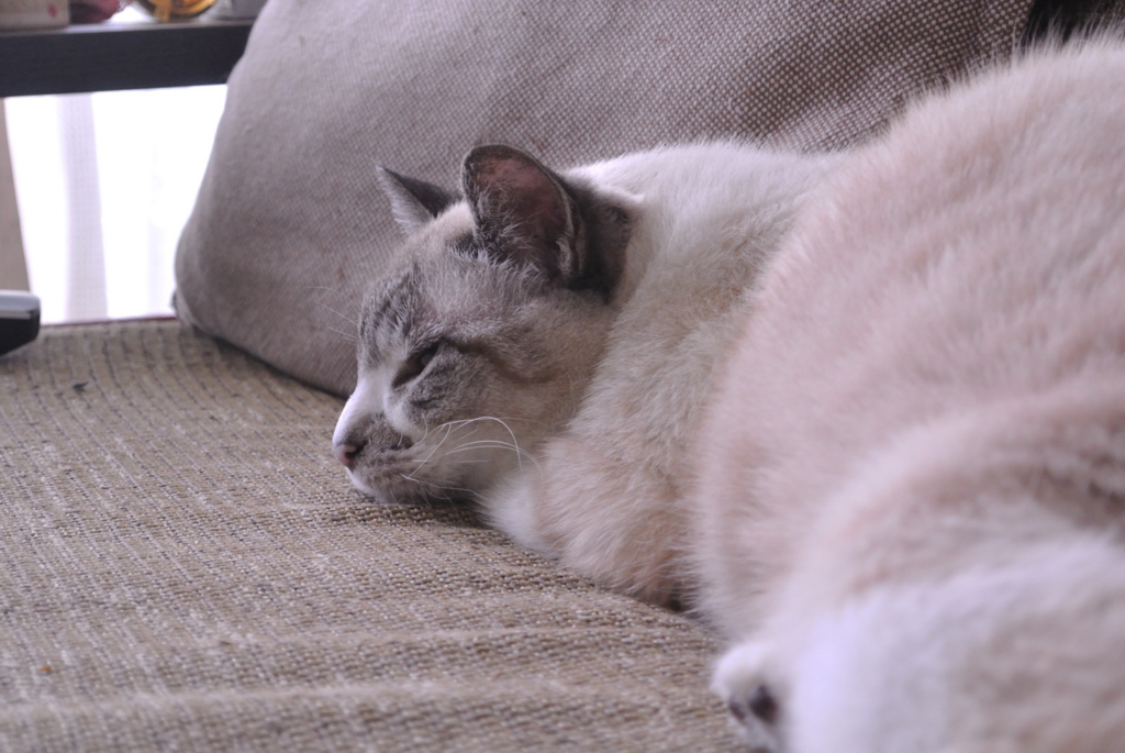 f:id:Lag_TY:20150830153212j:plain f:id:Lag_TY:20150830153212j:plain