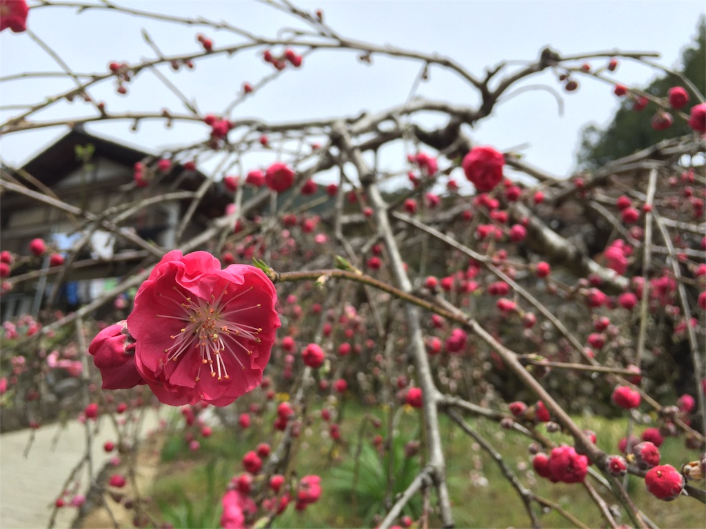 f:id:Life_Takayama:20160411230722j:image f:id:Life_Takayama:20160411230722j:image