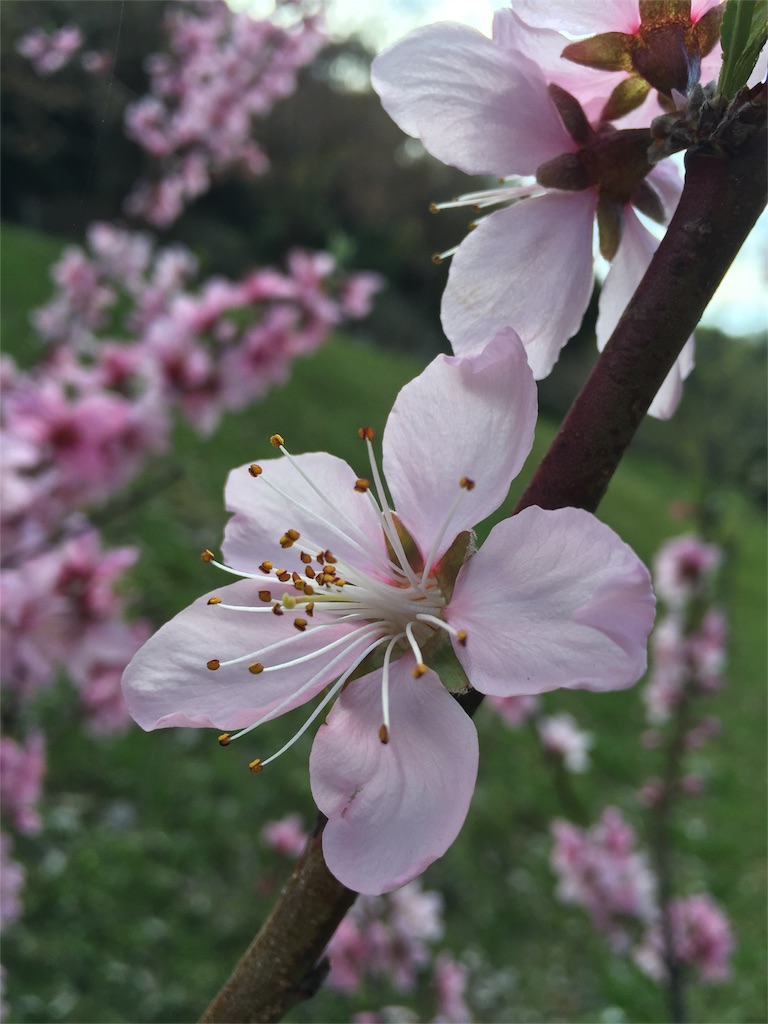 f:id:Life_Takayama:20160411231659j:image f:id:Life_Takayama:20160411231659j:image