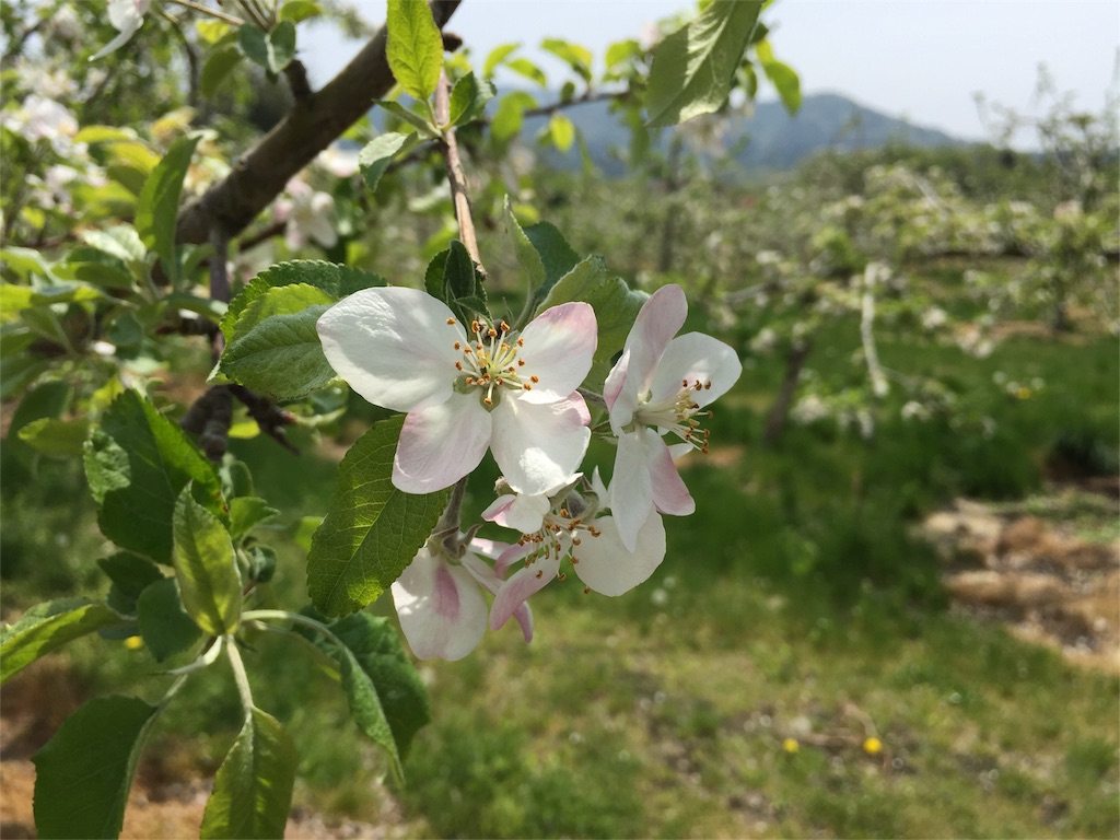 f:id:Life_Takayama:20160507155808j:image f:id:Life_Takayama:20160507155808j:image