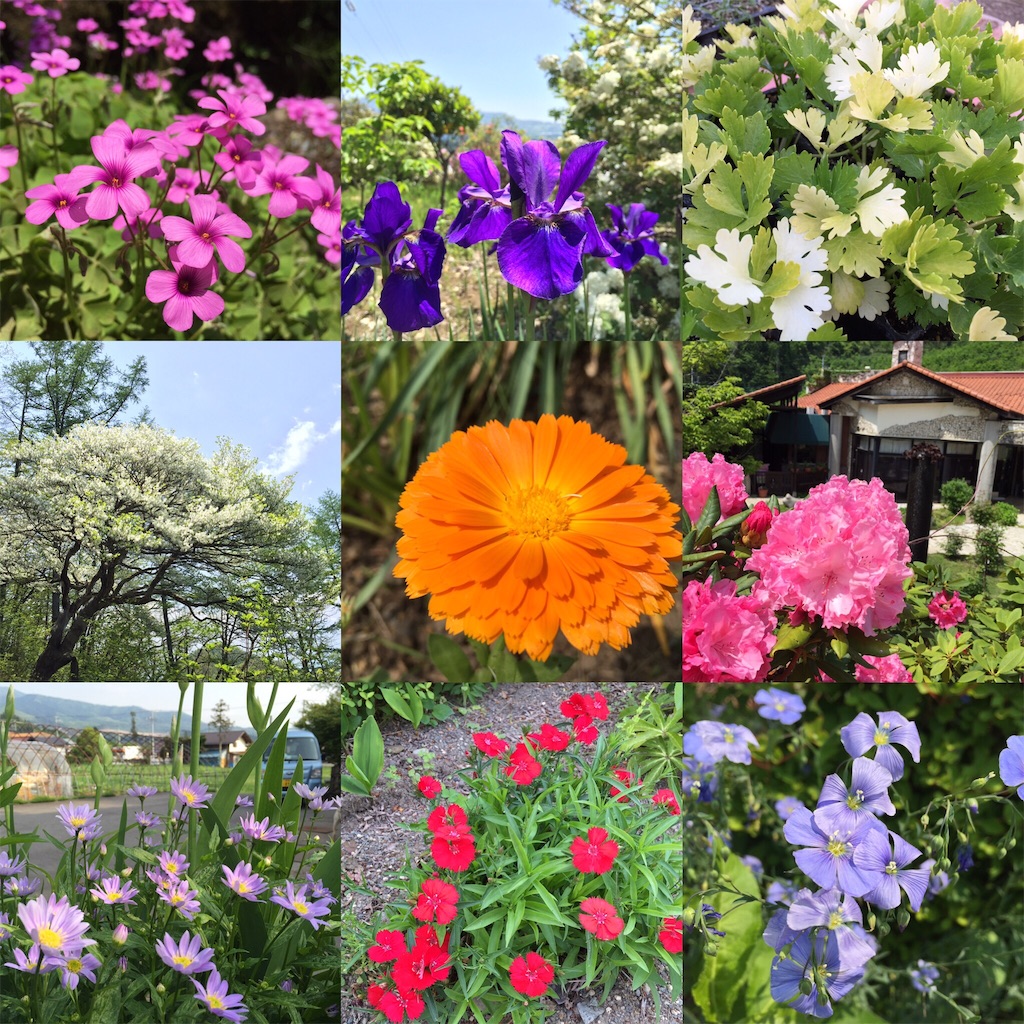 f:id:Life_Takayama:20160525224058j:image f:id:Life_Takayama:20160525224058j:image