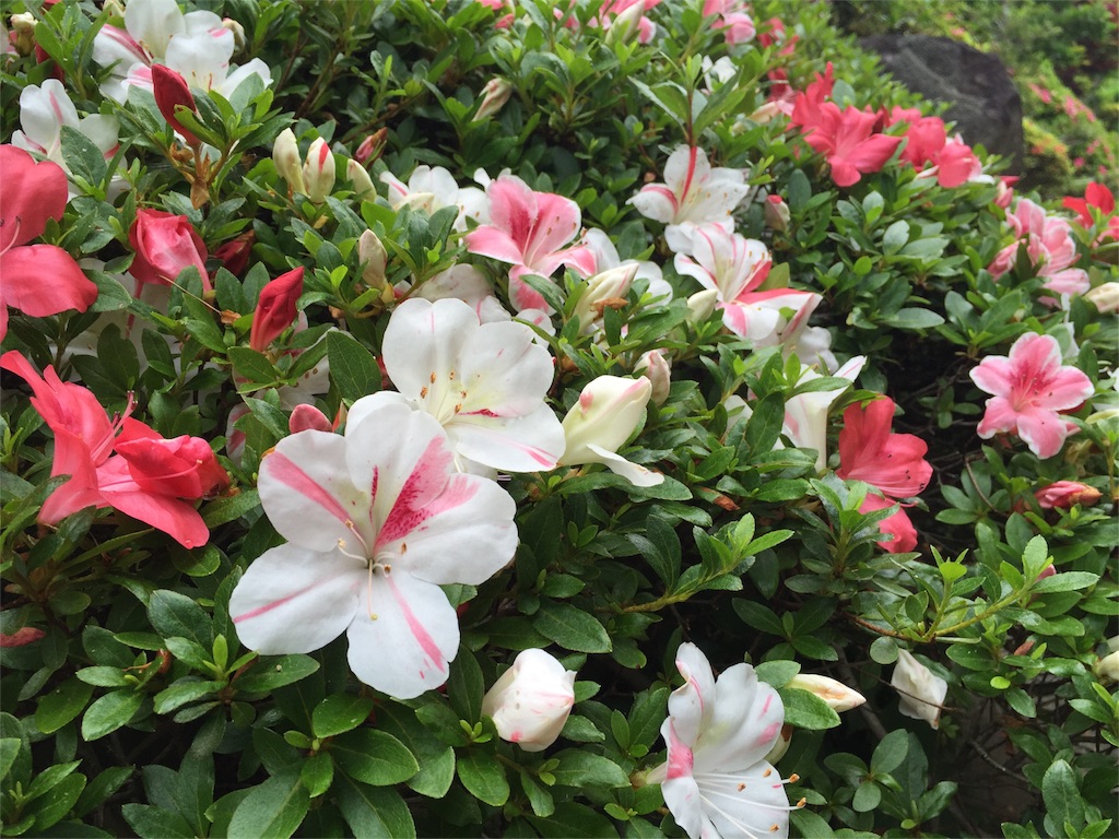 f:id:Life_Takayama:20160527232626j:image f:id:Life_Takayama:20160527232626j:image