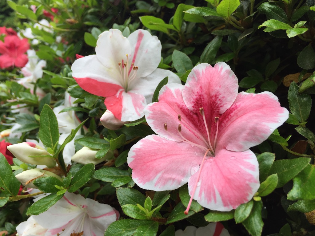 f:id:Life_Takayama:20160527232713j:image f:id:Life_Takayama:20160527232713j:image