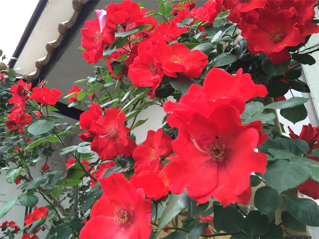 f:id:Life_Takayama:20160606215817j:image f:id:Life_Takayama:20160606215817j:image