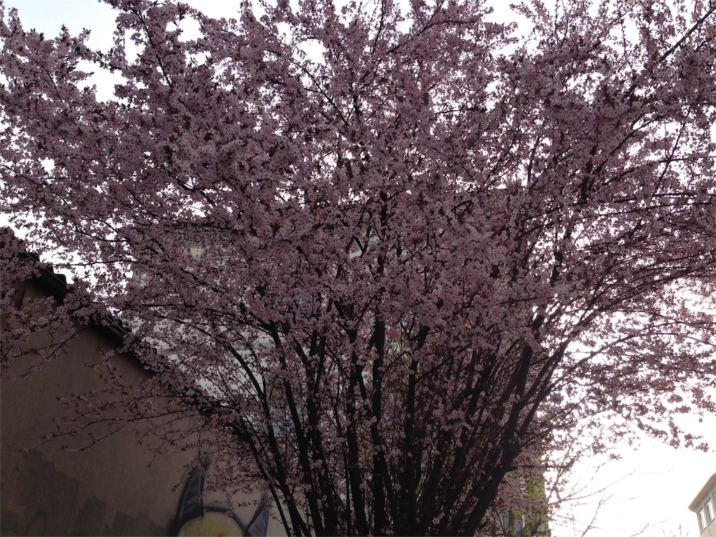 f:id:LilychanKU:20160405044746j:image f:id:LilychanKU:20160405044746j:image