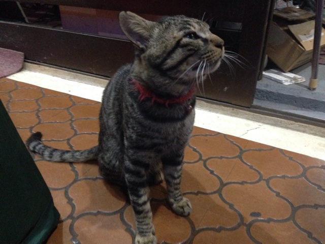 f:id:Lion_cage_blog:20140915080250j:plain f:id:Lion_cage_blog:20140915080250j:plain
