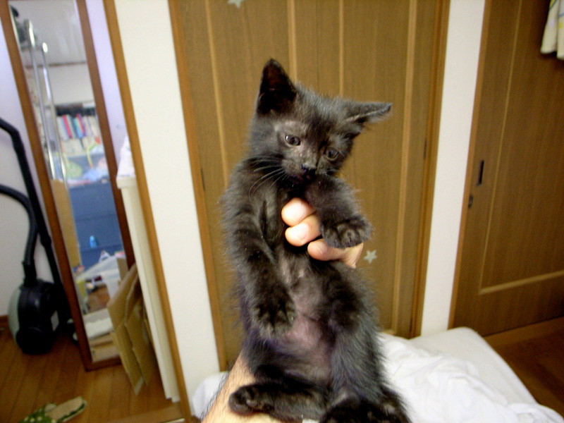 f:id:LiveinTokyo:20140617210418j:image