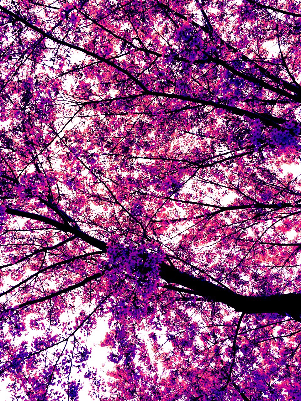 f:id:LobLoy:20150406224511j:plain f:id:LobLoy:20150406224511j:plain