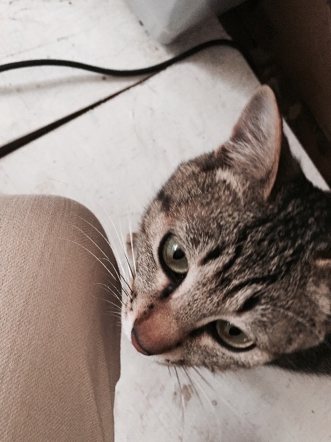 f:id:LobLoy:20150506185510j:image f:id:LobLoy:20150506185510j:image