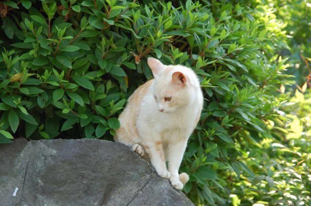 f:id:Lunacat:20060521140819j:image:w320 f:id:Lunacat:20060521140819j:image:w320