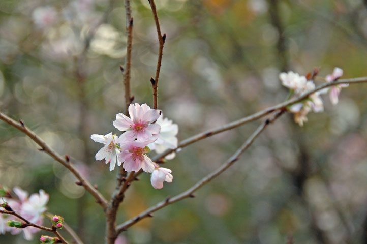 f:id:Lunacat:20061103153242j:image:w280 f:id:Lunacat:20061103153242j:image:w280