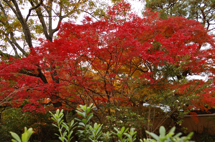 f:id:Lunacat:20061125141957j:image:h225 f:id:Lunacat:20061125141957j:image:h225