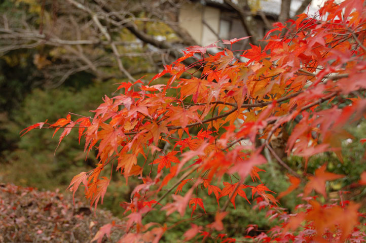 f:id:Lunacat:20061125143525j:image:h225 f:id:Lunacat:20061125143525j:image:h225